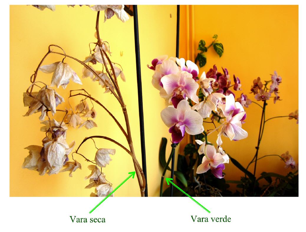Phalaenopsis con vara seca.
