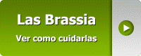 Las Brassia