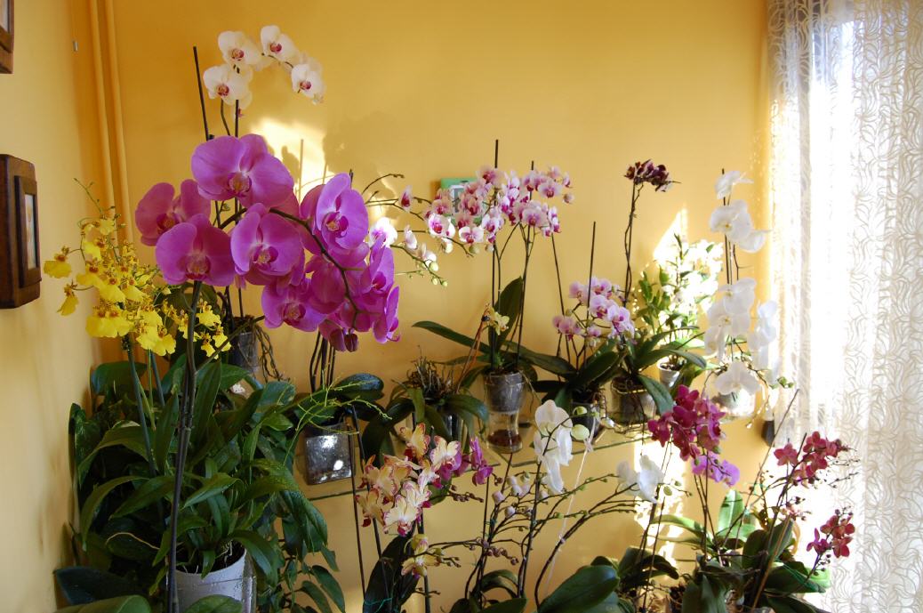 Las orquídeas necesitan mucha luz.